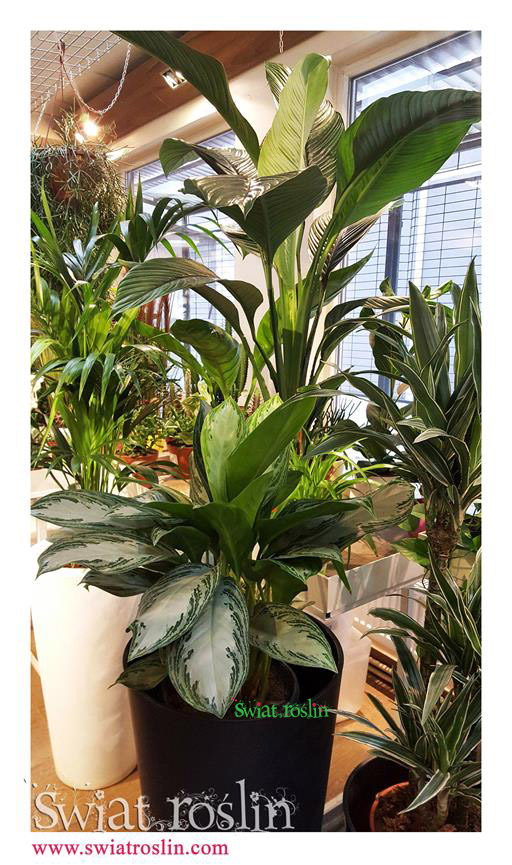 Aglaonema, Skrzydłokwiat, Świat Roślin, rośliny doniczkowe, rośliny Kraków, sklep z roslinami doniczkowymi
