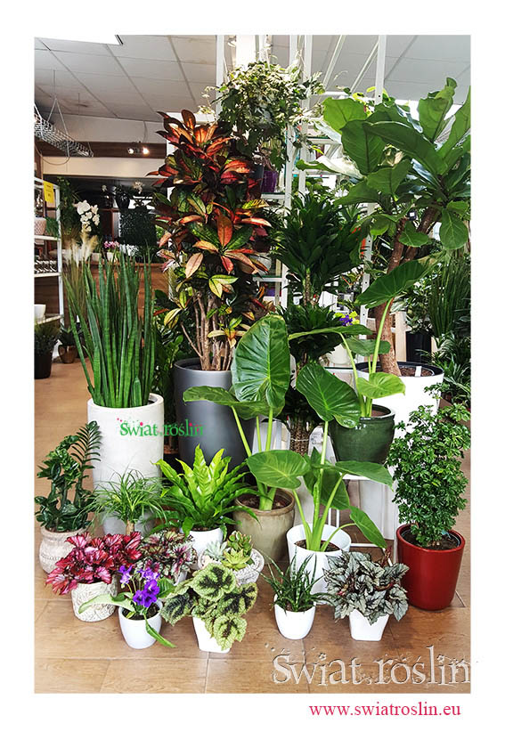 Alokazja Claidorra, Asplenium, Kroton, Begonie, Aralia, Sansewierie, Fikus Lyrata, Dracena Compacta, Świat Roślin, rośliny doniczkowe, rośliny Kraków, sklep z roślinami doniczkowymi