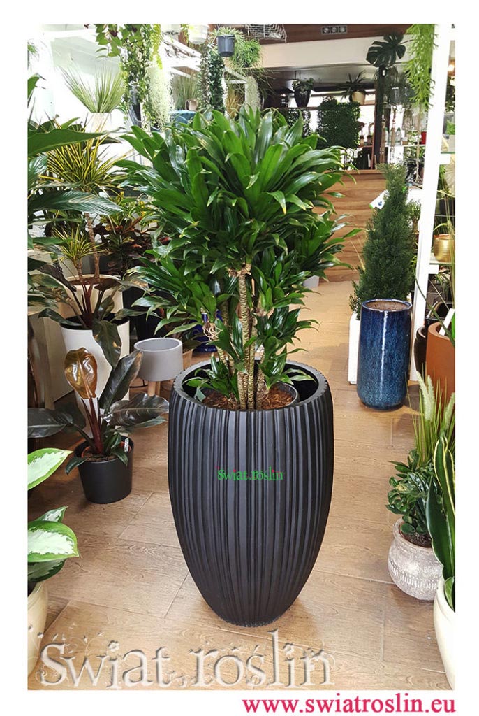 Dracena Compacta, Dracena deremeńska, Świat Roślin, rośliny doniczkowe, rośliny Kraków, sklep z roślinami doniczkowymi