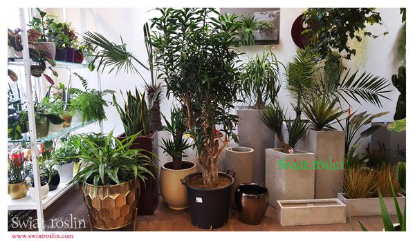 Dracena Lemon Lime, Dracena Reflexa, Świat Roślin, rośliny doniczkowe, rośliny Kraków, sklep z roslinami doniczkowymi