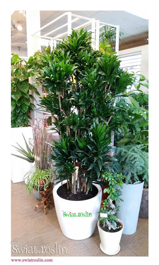 Dracena-Compacta-Świat-Roślin
