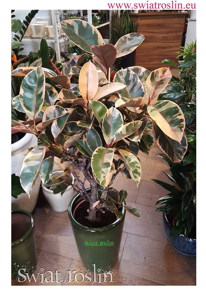 Ficus Elastica Belize, Fikus Belize, Świat Roślin, rośliny doniczkowe, rośliny Kraków, sklep z roslinami doniczkowymi