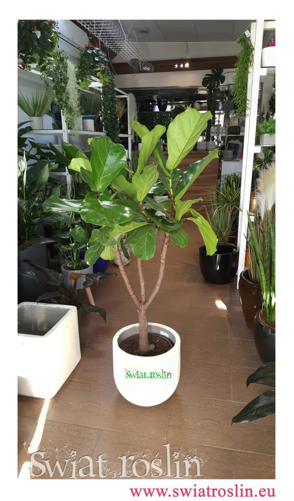 Ficus Lyrata, Fikus Lyrata, Świat Roślin, rośliny doniczkowe, rośliny Kraków, sklep z roslinami doniczkowymi