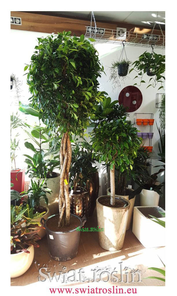 Fikus nitida, Ficus nitida, Świat Roślin, rośliny doniczkowe, rośliny Kraków, sklep z roslinami doniczkowymi