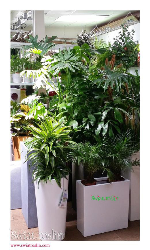 Filodendron, Dracena L emon Lime, Świat Roślin, rośliny doniczkowe, rośliny Kraków, sklep z roslinami doniczkowymi
