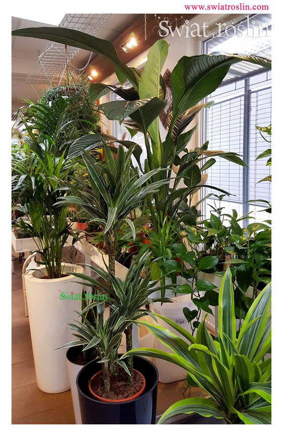 Kentia Dracena Deremensis, Świat Roślin, rośliny doniczkowe, rośliny Kraków, sklep z roslinami doniczkowymi