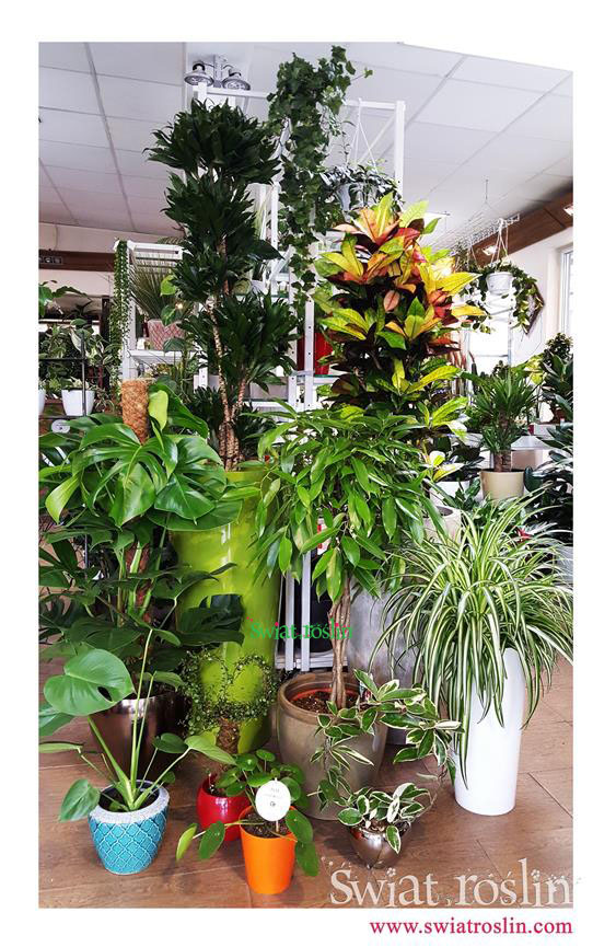 Kroton, Zielistka, Monstera, Fikus Amstel KIng, Świat Roślin, rośliny doniczkowe, rośliny Kraków, sklep z roslinami doniczkowymi