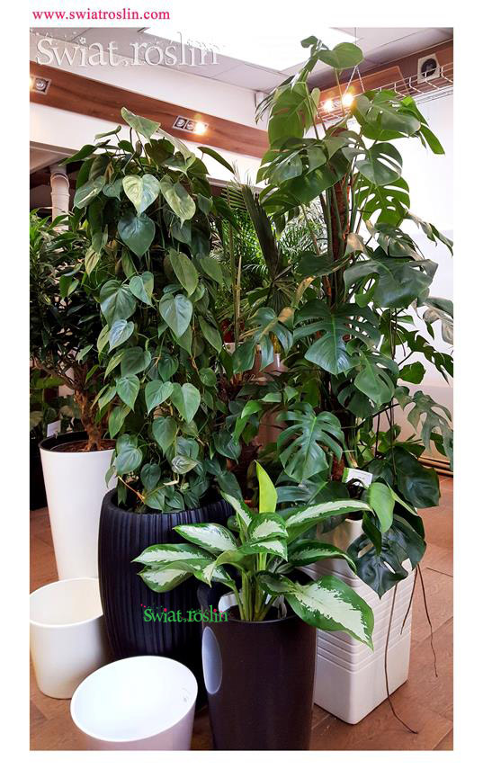 Monstera, Filodendron Scandens, Aglaonema, Świat Roślin, rośliny doniczkowe, rośliny Kraków, sklep z roslinami doniczkowymi