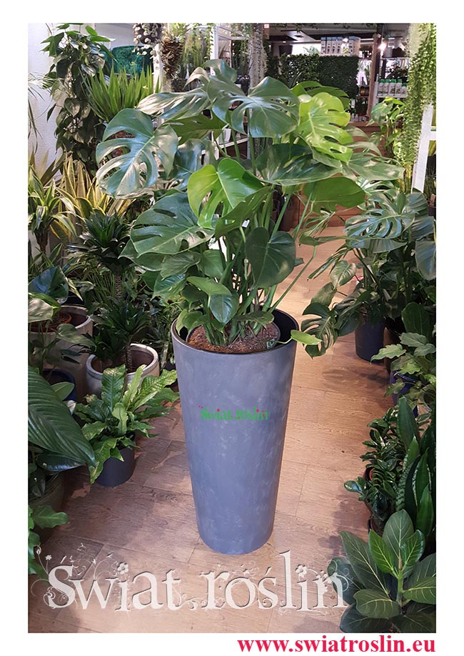 Monstera, Filodendron dziurawy, Philodendron Pertusem, Świat Roślin, rośliny doniczkowe, rośliny Kraków, sklep z roslinami doniczkowymi