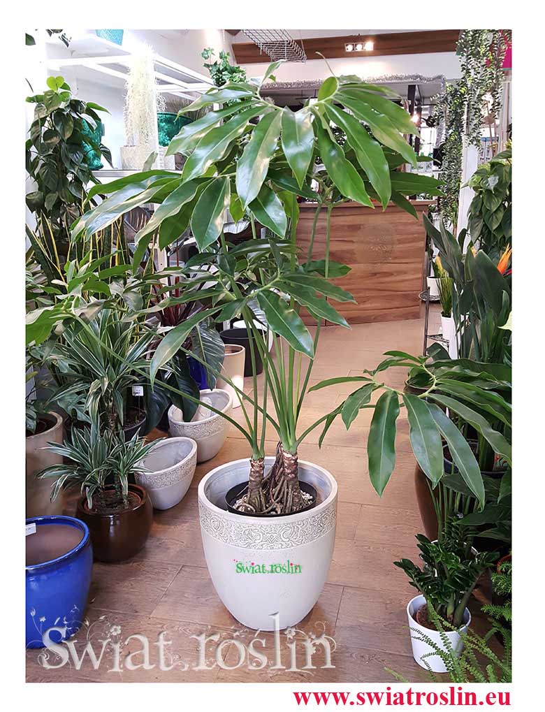 Philodendron Fun Bun, Filodendron fun bun, Świat Roślin, rośliny doniczkowe, rośliny Kraków, sklep z roslinami doniczkowymi