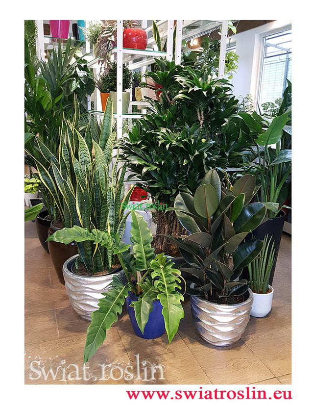Sansevieria Laurentii, Philodendron Narrow, Dracaena Compacta, Ficus Elastica Abidjan, Świat Roślin, rośliny doniczkowe, rośliny Kraków, sklep z roslinami doniczkowymi