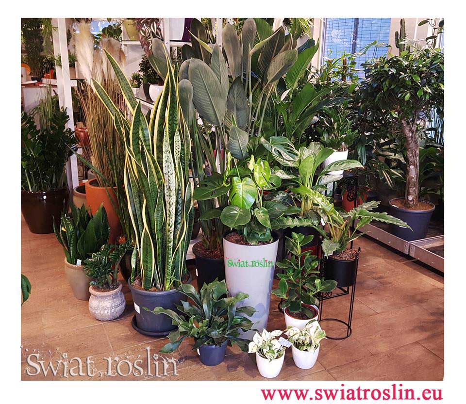 Sansevieria Laurentii, Strelicja Królewska, Monstera, Placyterium, Scindapsus Happy Leaf, Aglaonema, Filodendron Narrow, Clusia Rosea Princess, Zamiocoulcas Zenzi, Świat Roślin, rośliny doniczkowe, rośliny Kraków