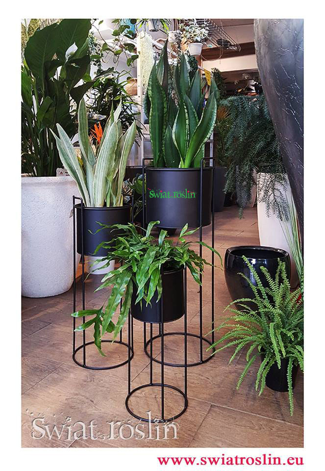 Sansevieria Metallica, Sansevieria Silver, Flame, Microsorum przeuroczych metalowych kwietnikach, Świat Roślin, rośliny doniczkowe, rośliny Kraków, sklep z roslinami doniczkowymi