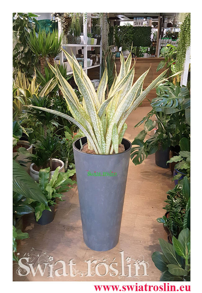 Sansewieria Lauren, Wężownica, Sansevieria Lauren, Świat Roślin, rośliny doniczkowe, rośliny Kraków, sklep z roslinami doniczkowymi