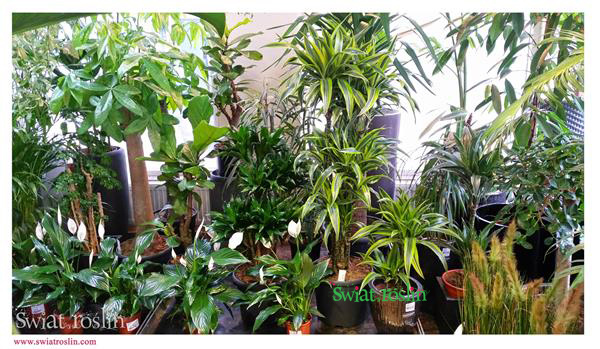 Skrzydłokwiat, Pachira, Dracena, Lemon Lime, Świat Roślin, rośliny doniczkowe, rośliny Kraków, sklep z roslinami doniczkowymi, modne rośliny