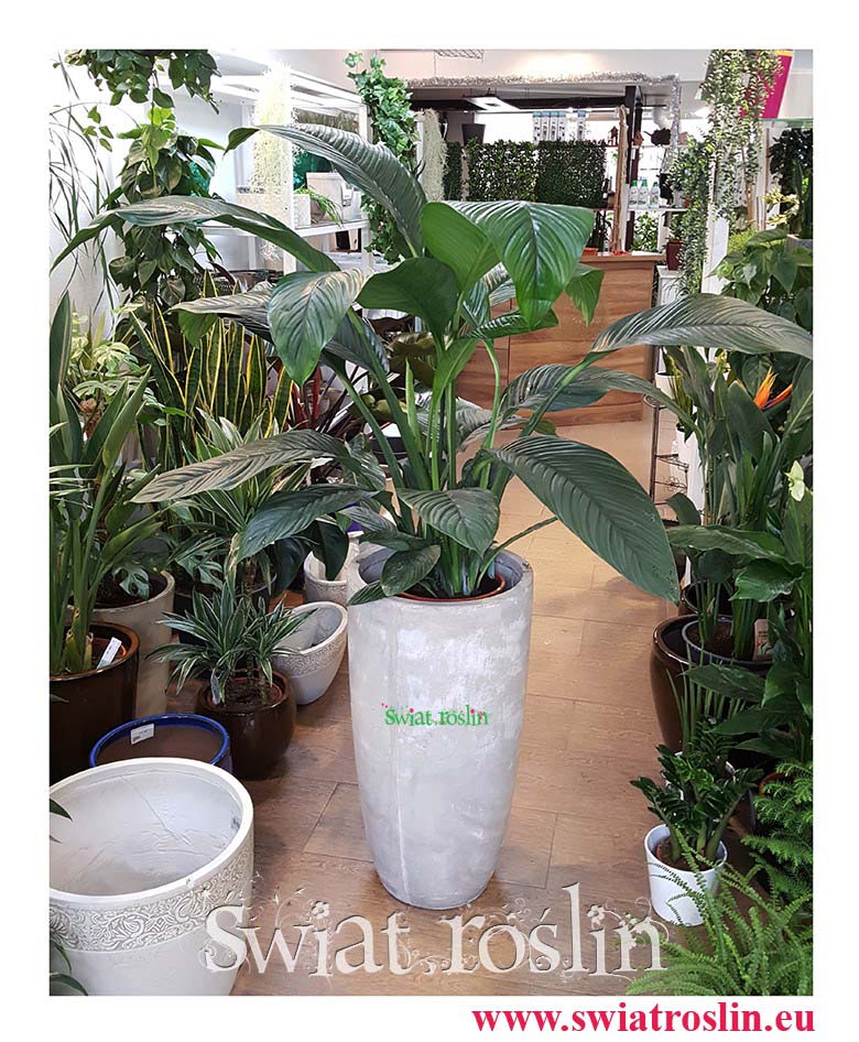 Skrzydłokwiat, Spathiphyllum Sensation, Skrzydłokwiat Sensation, Świat Roślin, rośliny doniczkowe, rośliny Kraków, sklep z roslinami doniczkowymi