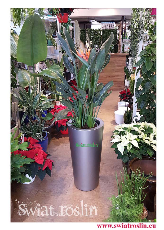 Strelicja Królewka, Strelitzia Reginae, Świat Roślin, rośliny doniczkowe, rośliny Kraków, sklep z roslinami doniczkowymi