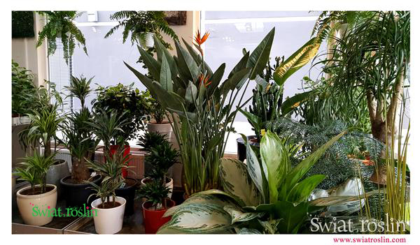 Strelicja Królewska, Aglaonema, Świat Roślin, rośliny doniczkowe, rośliny Kraków, sklep z roslinami doniczkowymi