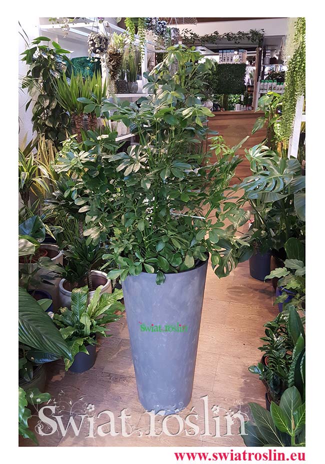 Szeflera Arboricola, Schefflera Arboricola Bush, Szeflera drzewkowata, Świat Roślin, rośliny doniczkowe, rośliny Kraków, sklep z roslinami doniczkowymi