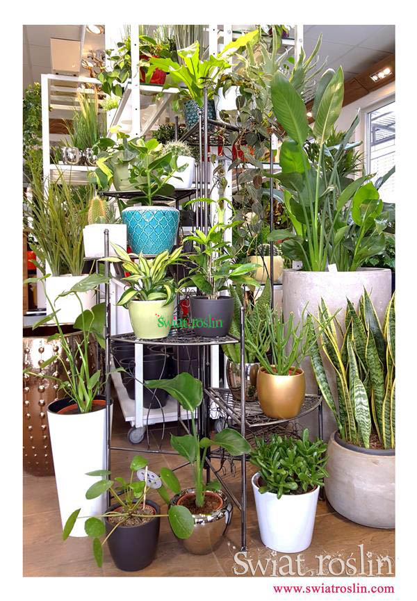 Wilczomlecz ołówkowy, Pilea, Asplenium, Świat Roślin, rośliny doniczkowe, rośliny Kraków, sklep z roslinami doniczkowymi