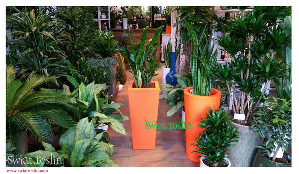Zamiokulkas, Sansewieria, Dracena Compacta, Świat Roślin, rośliny doniczkowe, rośliny Kraków, sklep z roslinami doniczkowymi