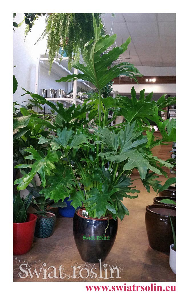 philodendron little hope, Filodendron little hope, Świat Roślin, rośliny doniczkowe, rośliny Kraków, sklep z roslinami doniczkowymi