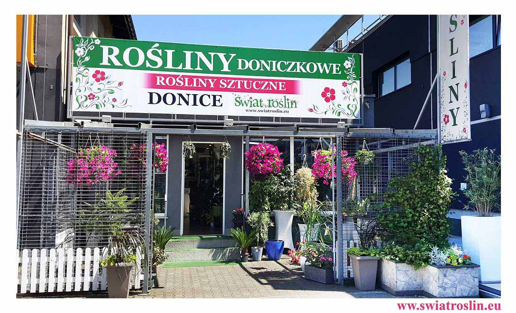 sklep świat roślin, rośliny doniczkowe, rośliny pokojowe, swiat roslin, rosliny do biura, rośliny do hotelu, kwiaty doniczkowe