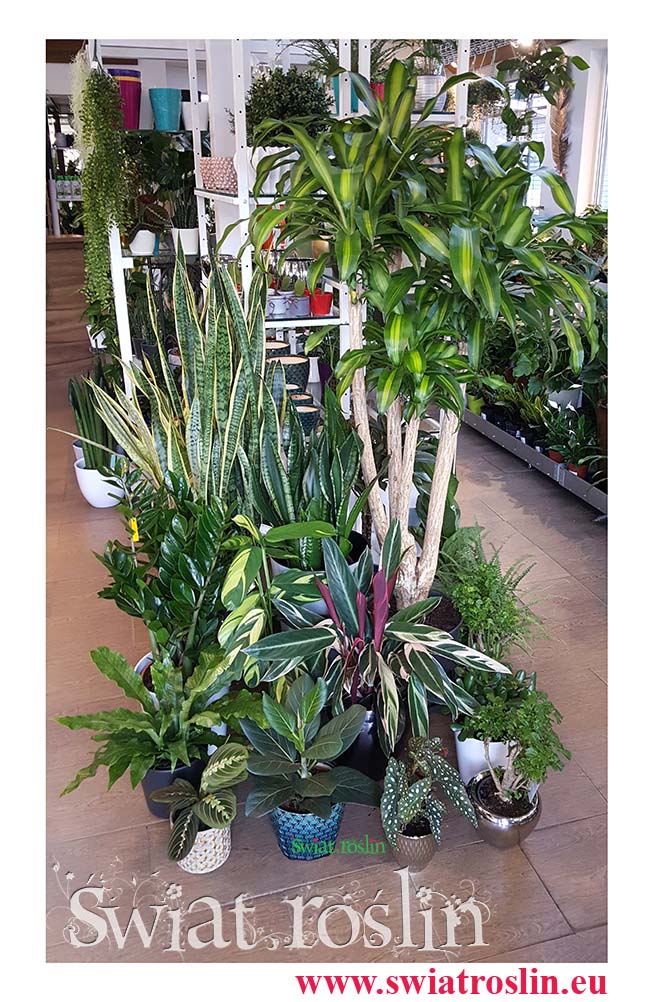 sklep z roślinami kraków, internetowy sklep z roslinami, Dracaena Massangeana, Stromantha, Ficus Bengalensis, Begonia Maculata, Aralia, Mikrosorum Crocodyllus, Maranta, Zamiokulkas, Sansewieria Laur