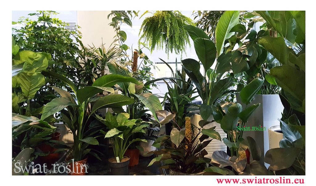 spathiphyllum sensatin, aglaonema freedman, philodendron royal quuen, strelitzia, Świat Roślin, rośliny doniczkowe, rośliny Kraków, sklep z roslinami doniczkowymi