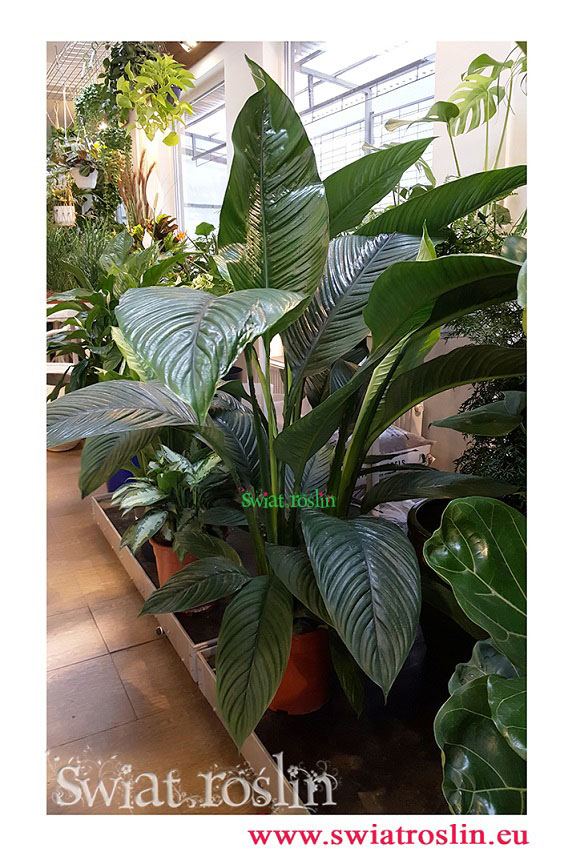 spathiphyllum sensation, skrzydłokwiat sensation, Świat Roślin, rośliny doniczkowe, rośliny Kraków, sklep z roslinami doniczkowymi, sklep z roślinami