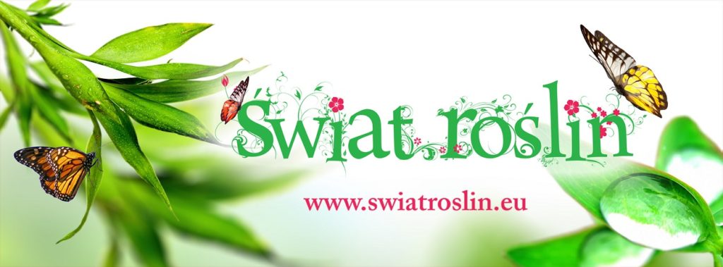Świat roślin, doniczki, donice, rosliny doniczkowe kraków, rOŚLINY EGZOTYCZNE, ROSLINY TROPIKALNE,
