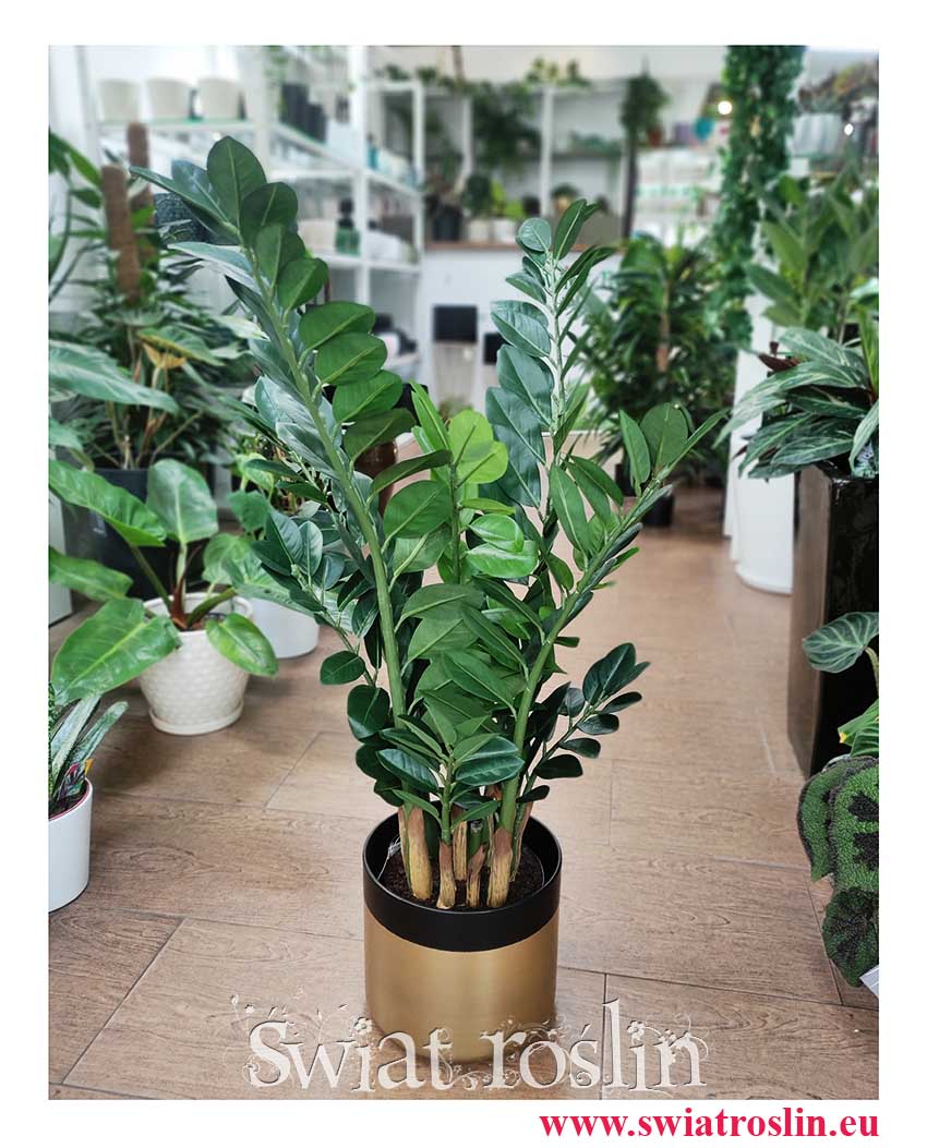 Zamioculcas sztuczny, Zamiokulkas sztuczny, sklep online z roślinami sztucznymi
