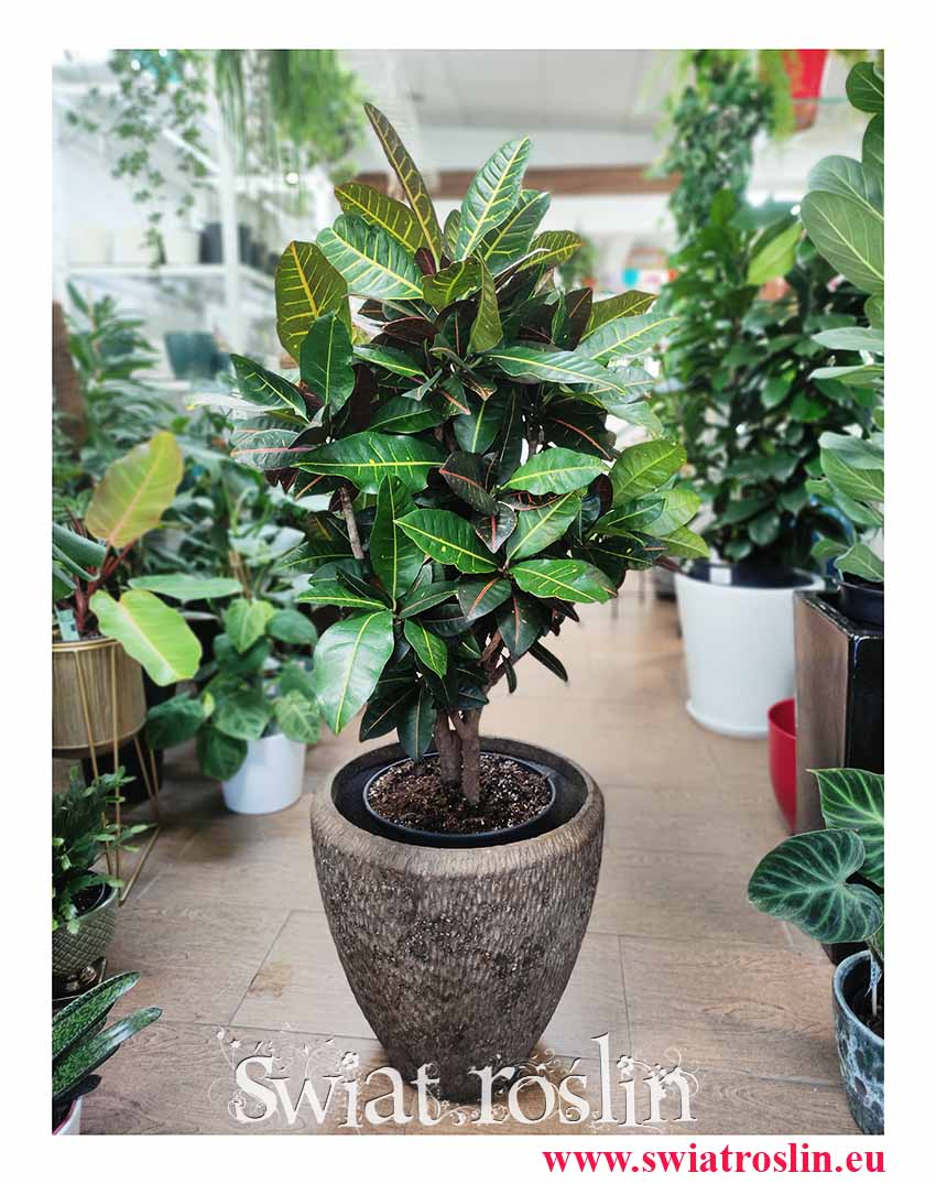 Kroton Petra, Kroton, Codiaeum, Croton Petra, sklep z roślinami, wysyłka roślin, sklep online