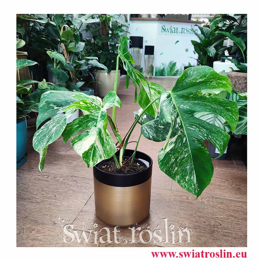 Monstera Deliciosa Variegata 5 liści, Monstera Variegata