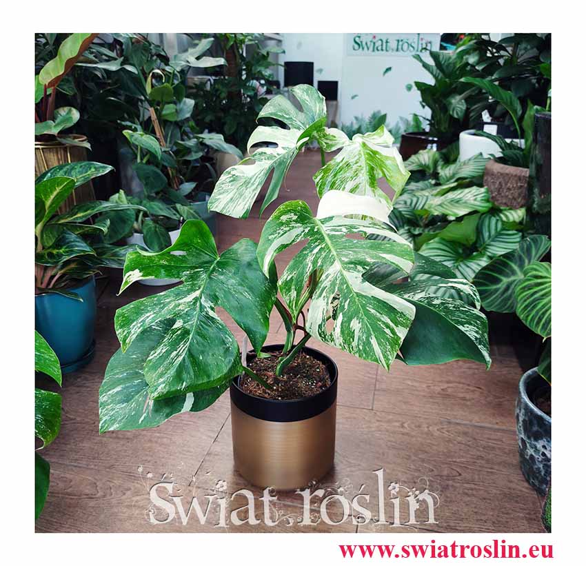 Monstera Deliciosa Variegata 6 liści, Monstera Variegata