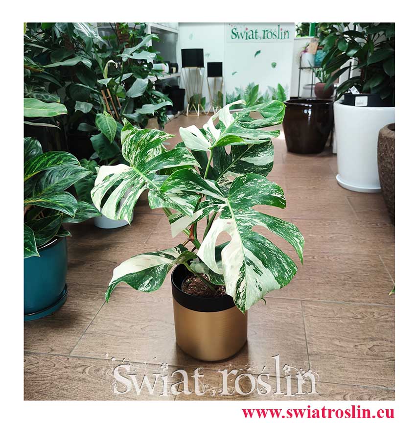 Monstera Deliciosa Variegata 7 liści, Monstera Variegata