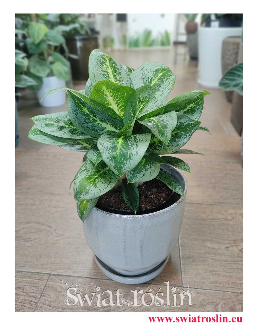 Duża Aglaonema Lemon Mint, Aglonema Lemon Mint, rośliny doniczkowe sklep internetowy