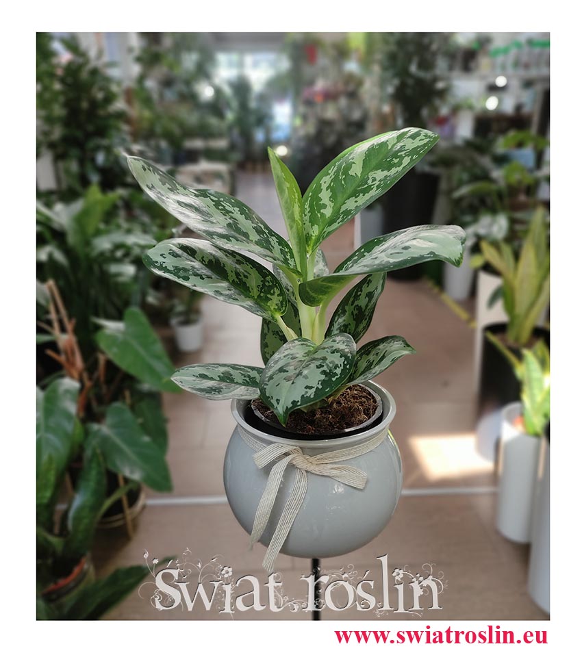 Aglaonema Amazon Silver, Aglonema Amazon Silver sklep online z roślinami doniczkowymi