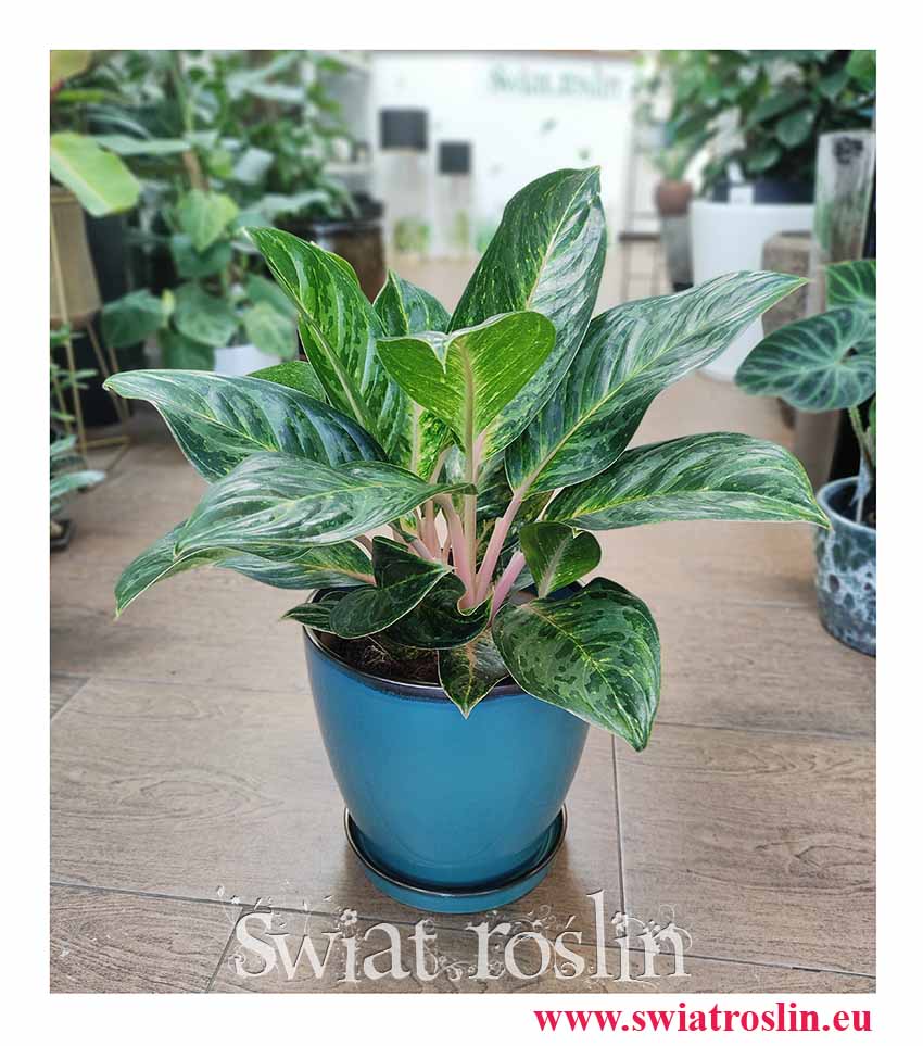 Aglaonema Cocomelon, Aglonema Cocomelon, sklep online, sklep internetowy, wysyłka roślin