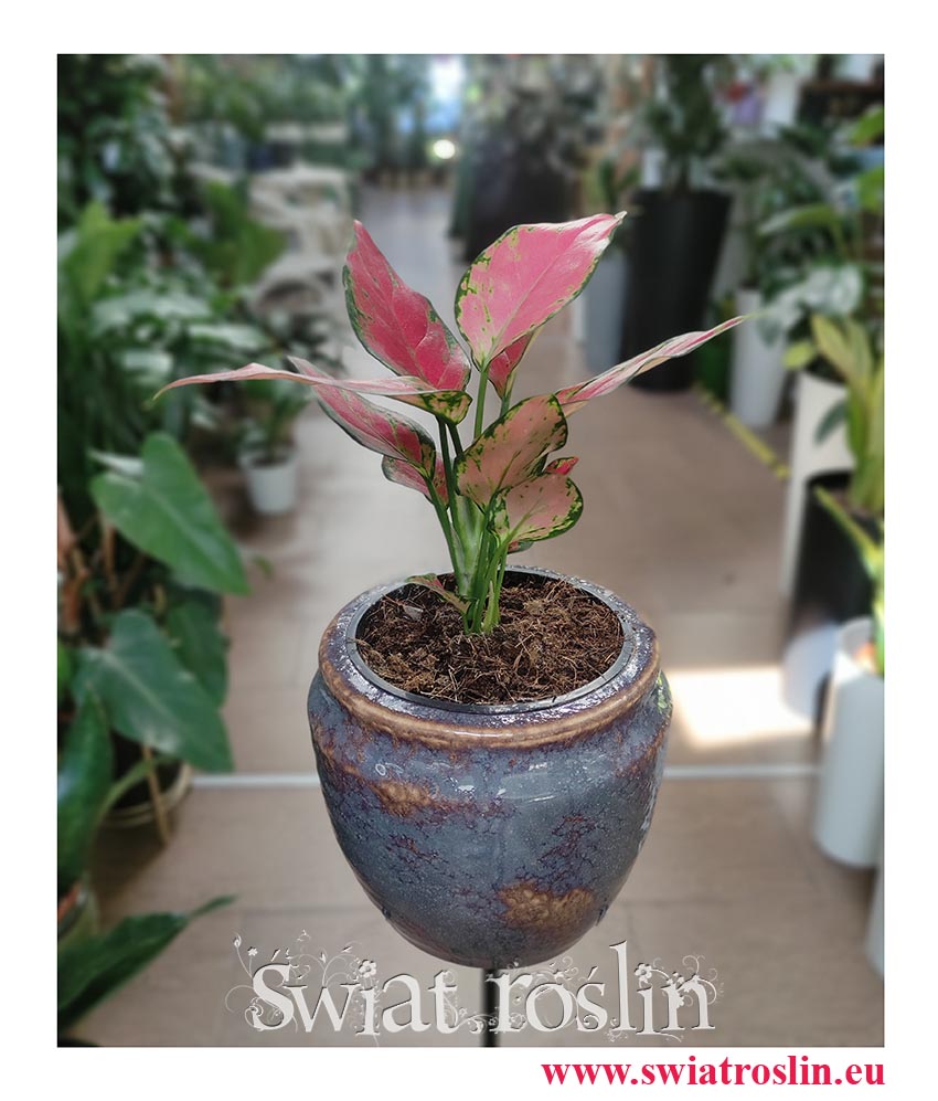 Aglonema Cherry Baby, Aglaonema Cherry Baby, sklep z roślinami online, wysyłka roślin
