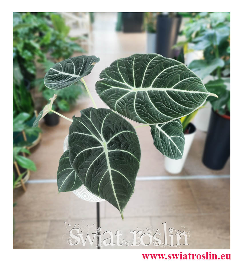 Alokazja Black Velvet, Alocasia Black Velvet, rośliny kolekcjonerskie, kolekcjonerska alokazja kolekcjonerska, rośliny egzotyczne, sklep z roślinami, internetowy sklep z roślinami