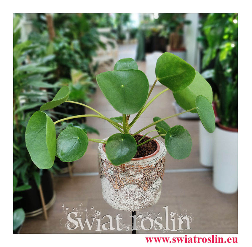 Pieniążek, Pilea, Chińska roślina pieniężna, Roślina misyjna, Pilea peperomioides, kwiaty doniczkowe, do domu, do mieszkania, na parapet