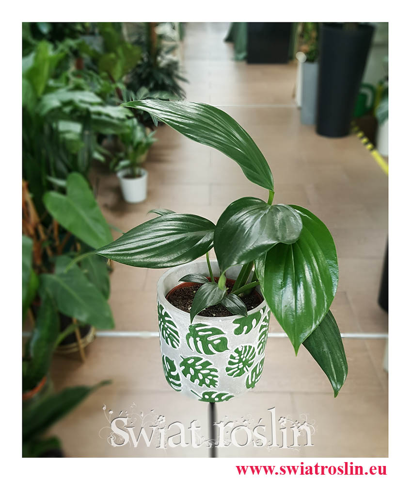 Rhaphidophora Decursiva, Monstera Decursiva Philodendron, sklep online z roślinami, wysyłka roślin